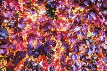 Autumn leaves - autumn, purple, yellow, red, leaf, texture