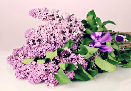 Happy Day! - flower, purple, pink, spring, lilac, white, card, bow, green