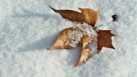 First snow - winter, nature, leaf, snow