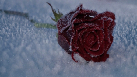 Lost in the night - winter, nature, rose, snow