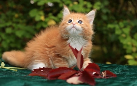 Kitten - ginger, orange, sweet, cat, animal, kitten, red, green, cute, leaf