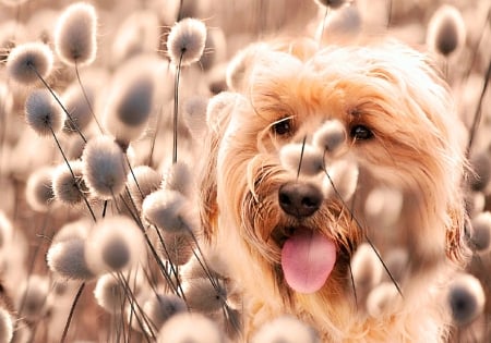 Fluffy - white, animal, orange, ginger, fluffy, dog