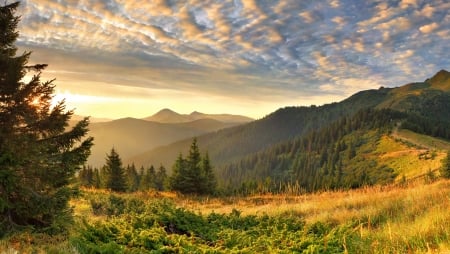 Valley with pines - skies, pines, valley, sun