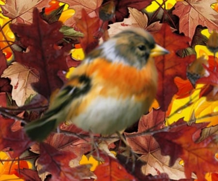 Autumn Bird - leaves, animal, bird, autumn