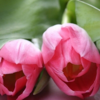 Pink Tulips