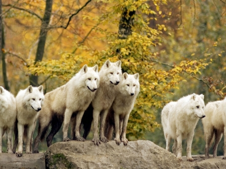 Wolf pack - white, predators, wolves, beauty