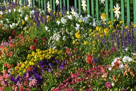 Blooming Garden - fence, blossoms, petals, leaves, colors, plants