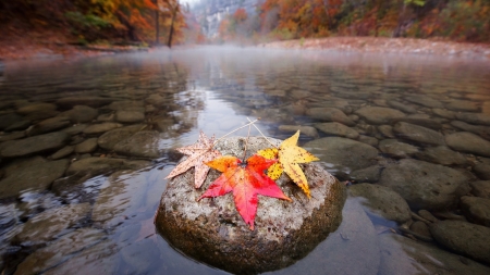 Fall - fall, river, nature, season, autumn, fall season, leaf