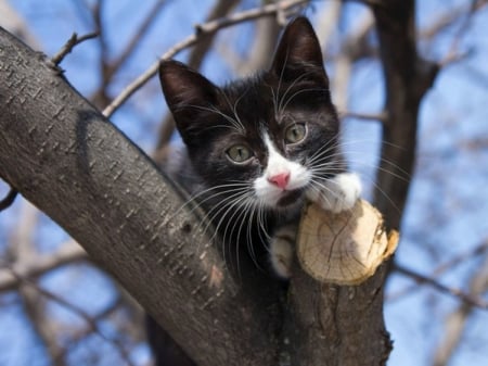 Funny Kitten - animal, funny, trees, cat