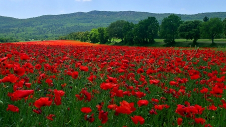 Poppy Field - hills, mwadow, trees, grass