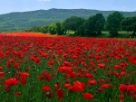 Poppy Field