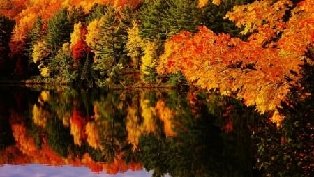 Autumnal reflection - fall leaves, nature, autumn, lake, reflection