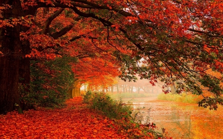 Colors of Autumn - nature, autumn, landscape, fall leaves, colors