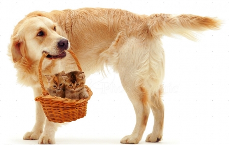 Retriever with kittens in a basket