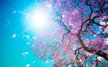 cherry blossoms - sky, flower, blossom, cherry, tree, sun