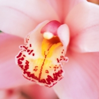 pink orchid