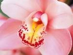 pink orchid