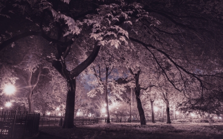 purple night in a park - purple, lamps, parke, trees, night