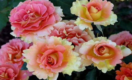 Soft Pink Roses - nature, roses, pink, beautiful, flowers