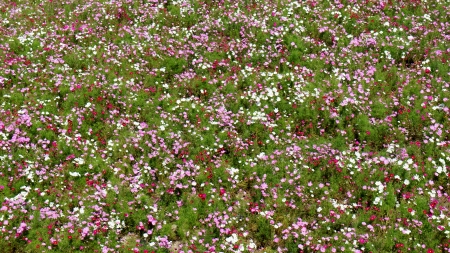 Cosmos - kosumosu, 4k, white, pink, red, deep pink, 3840x2160, flowers, flower, cosmos bipinnatus, cosmos