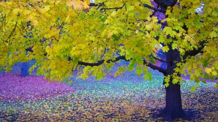 Colorful Patk - nature, park, autumn, trees