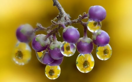 Berries - berry, flower, purple, water drops, fruit, yellow, macro, autumn