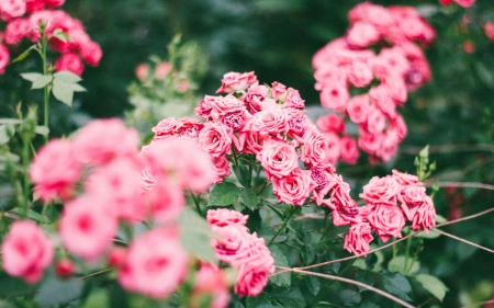 Roses - summer, flower, rose, pink, green