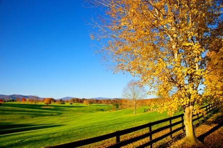 Fall season - sunny, beautiful, road, meadow, fence, leaves, tree, fall, season, autumn, field, foliage, sky