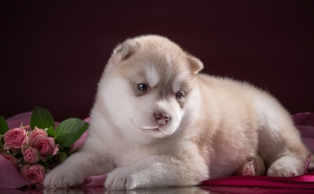 Puppy - husky, dog, flower, sweet, white, animal, red, cute, puppy