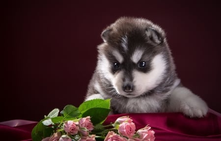 Puppy - red, flower, pink, cute, sweet, puppy, white, husky, dog, green