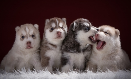 Puppies - fur, pupp, white, dog, red, animal, husky, sweet, cute