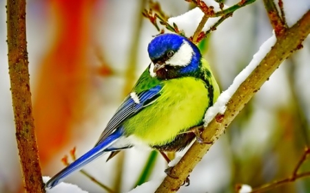 Beautiful Winter Bird - animal, bird, winter, branch, snow