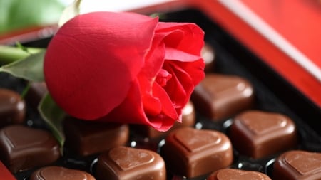 Valentines - chocolate, valentines, rose, red