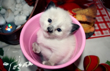 Kitten in a Bowl