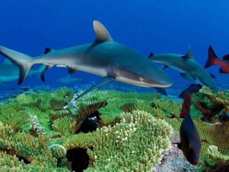 The Deep - blue sea, shark, reef, swimming