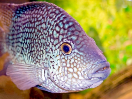 Purple and pink - fish, purple, pink, underwater