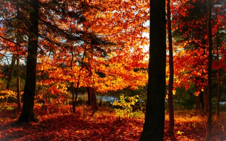 Red Forest - red, fall, forest, trees, nature, autumn