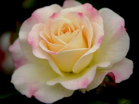 Rose - amaing, one, rose, flower