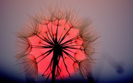 Dandelion - macro, blade of grass, sunset, sun