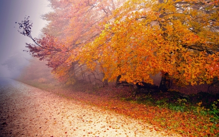 Morning Fog - morning, fog, trees, nature, autumn