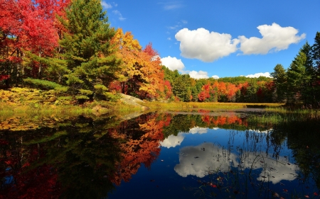 Sunny Day - lake, forest, reflection, clouds, trees, nature, autumn