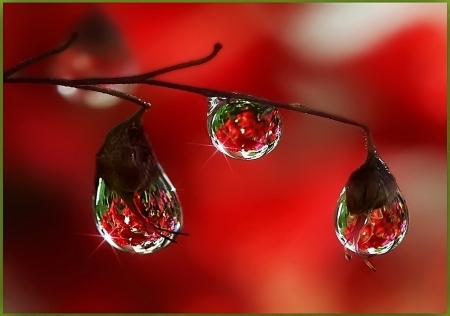 Morning Droplets - branches, rain drios, dew, red