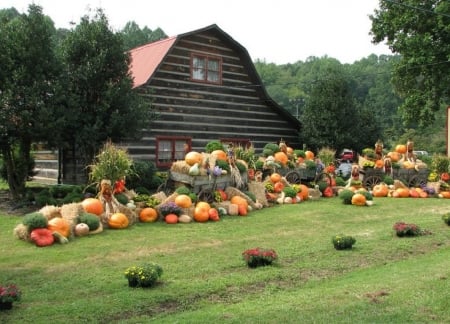 Fall harvest - fall, nature, pumpkins, garden, harvest