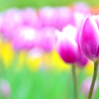 Pink Tulips