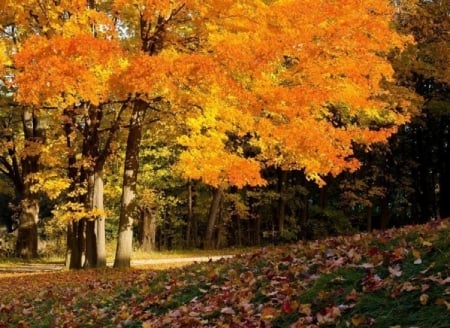 Park in Autumn - fall leaves, trees, nature, autumn, park