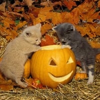 two kittens with a Halloween pumpkin