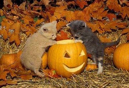 two kittens with a Halloween pumpkin - kittens, cats, Halloween, pimpkin, animals