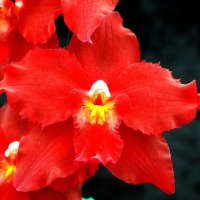 red orchids