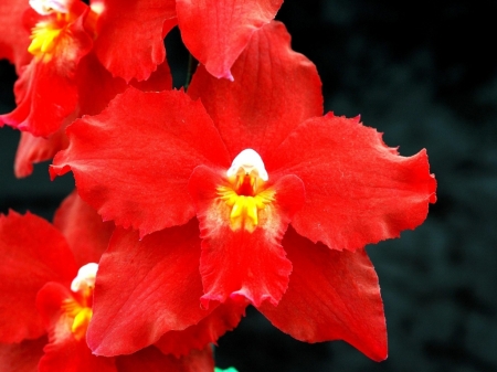 red orchids - flowers, beauty, yellow, red