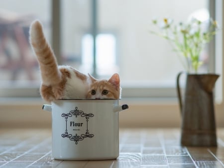 Curious kitten - white, flowers, kittens, pots